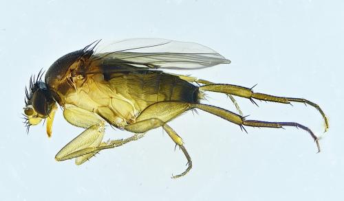 Réf. 274 897 : Dohrniphora cornuta